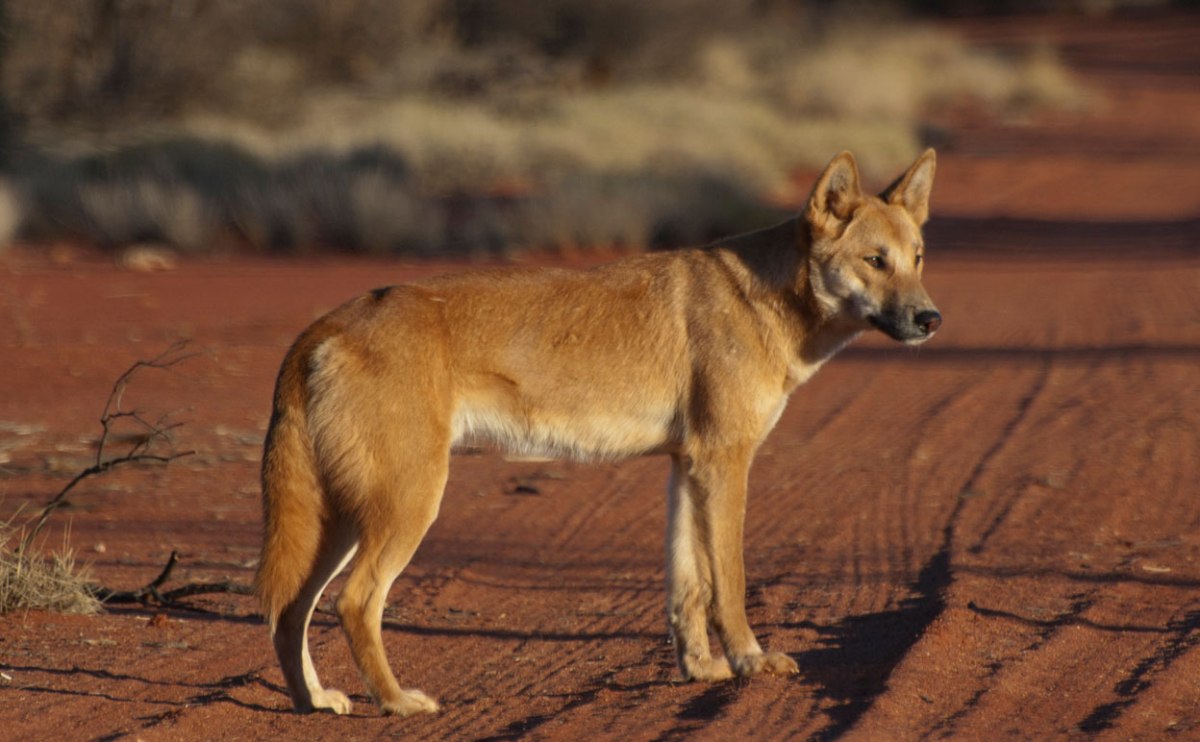 The Australian dingo, Canis lupus dingo. Image courtesy Angus McNab.