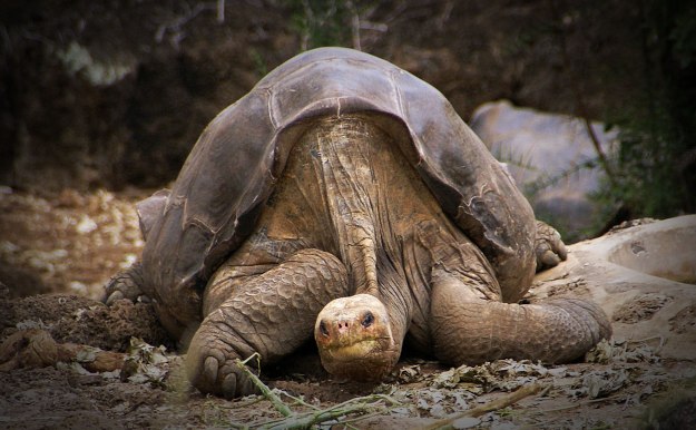 Lonesome George, the last Pinta Island Tortoise. Image:  putneymark [CC-BY-SA-2.0] via Wikimedia Commons