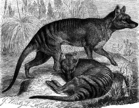 Thylacinus cynocephalus, the extinct Tasmanian Tiger