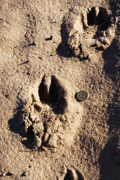 Just what story does the owner of these footprints have to tell?