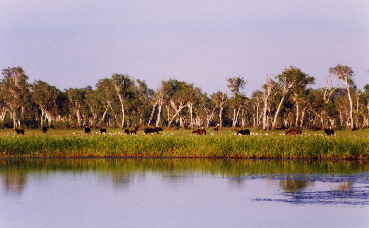 Kakadu National Park – our biggest and possibly most important national park – is a global conservation embarrassment. Image by Cgoodwin [CC-BY-3.0] via Wikimedia Commons