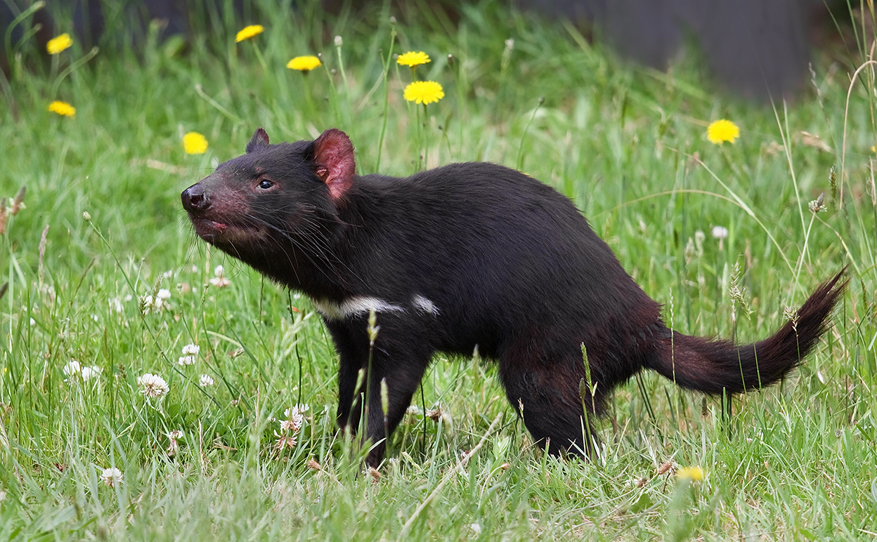  Tasmanian Devils, Sarcophilus harrisii, were once abundant on the Australian mainland. Image by JJ Harrison[CC-BY-SA-3.0], via Wikimedia Commons