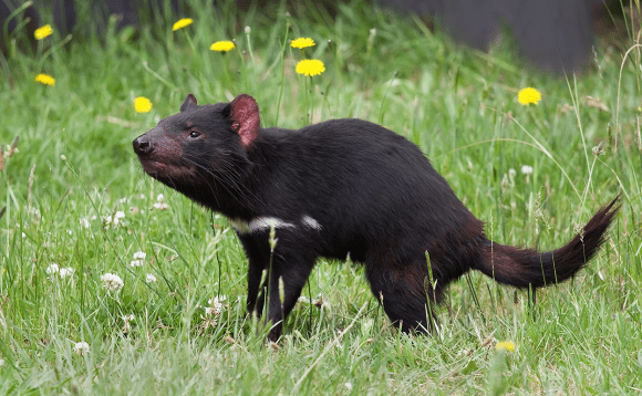  Tasmanian Devils, Sarcophilus harrisii, were once abundant on the Australian mainland. Image by JJ Harrison[CC-BY-SA-3.0], via Wikimedia Commons