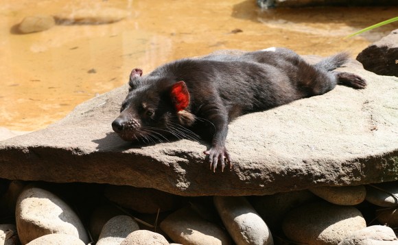 This Tasmanian Devil needs a holiday. How about the mainland? Flickr/sillypucci