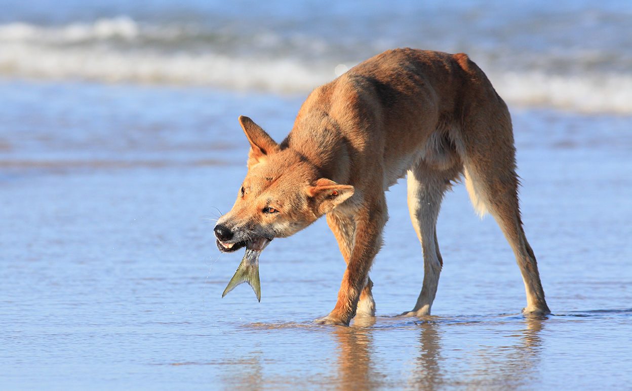 In Australia, dingoes help keep introduced predators at bay. Image credit: Ars Electronica [CC BY-NC-ND 2.0] via Flickr