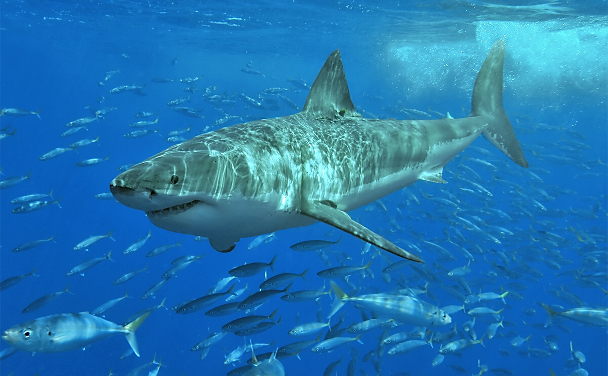 Sharks are critical to keeping environments in balance. Image credit: Terry Goss [CC-BY-SA-3.0] via Wikimedia Commons