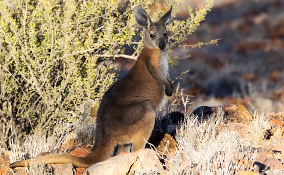 Macropus robustus, Image credit: David Cook Wildlife Photography[CC BY-NC 2.0] via Flickr