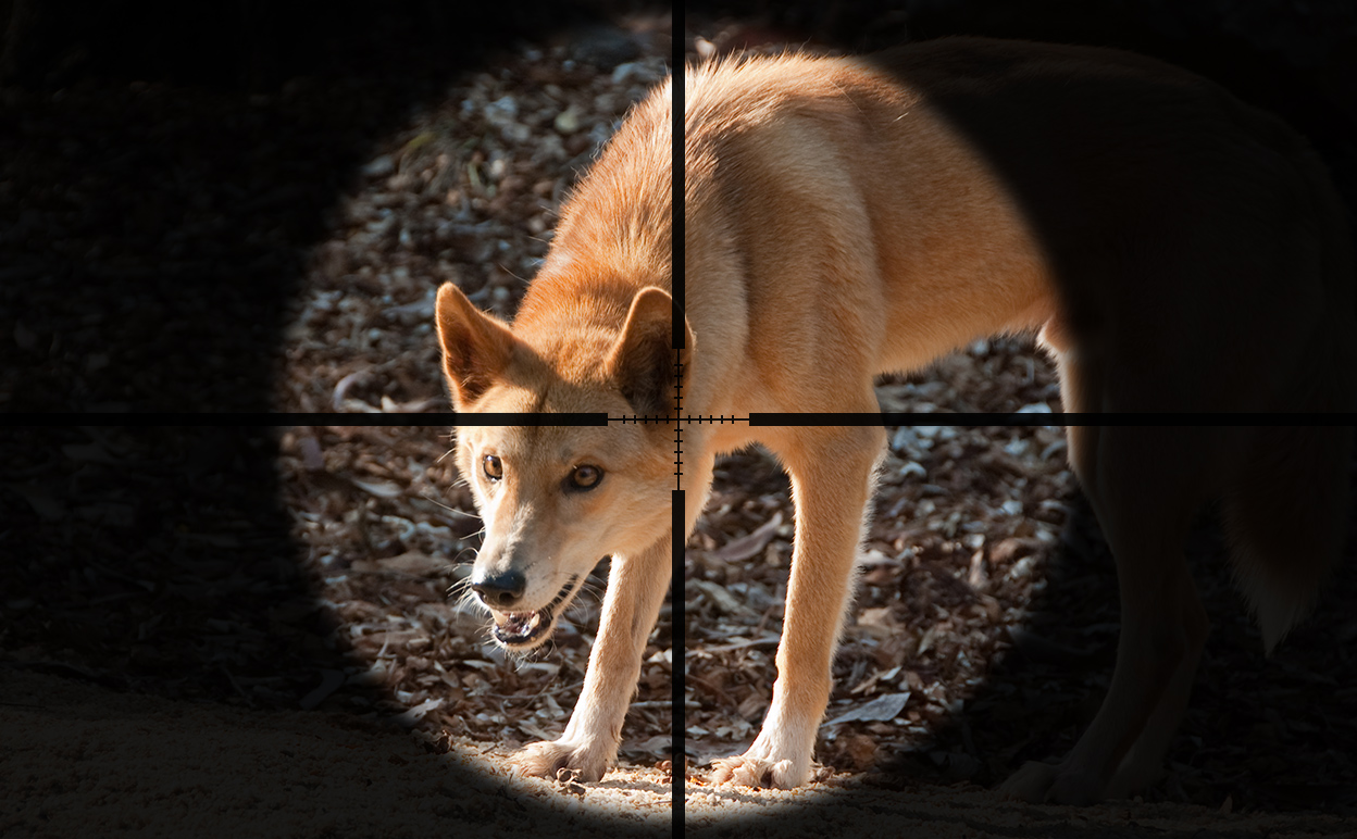Dingo-crosshairs