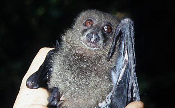 New Georgian Monkey-faced Bat (Pteralopex taki), endemikc to the Solomon Islands.
