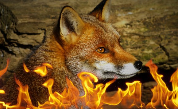 We examined the influence of fire on the distribution of introduced red foxes in semi-arid Australia. Image credit Area51Bel [CC-BY-SA 3.0] via Wikimedia Commons. 
