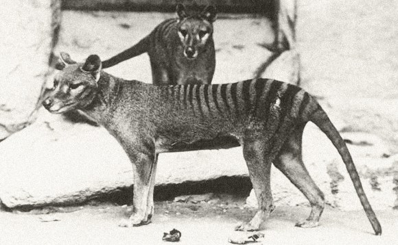 he thylacine is just one of Australia’s mammals to disappear since European settlement. Image credit: Wikimedia Commons