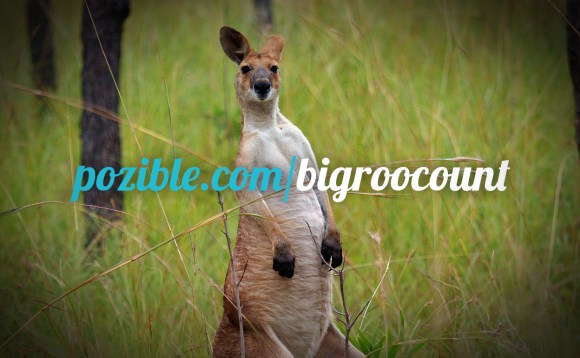 Help us conserve northern Australia's iconic mammals by supporting The Big Roo Count. Image credit: David Webb