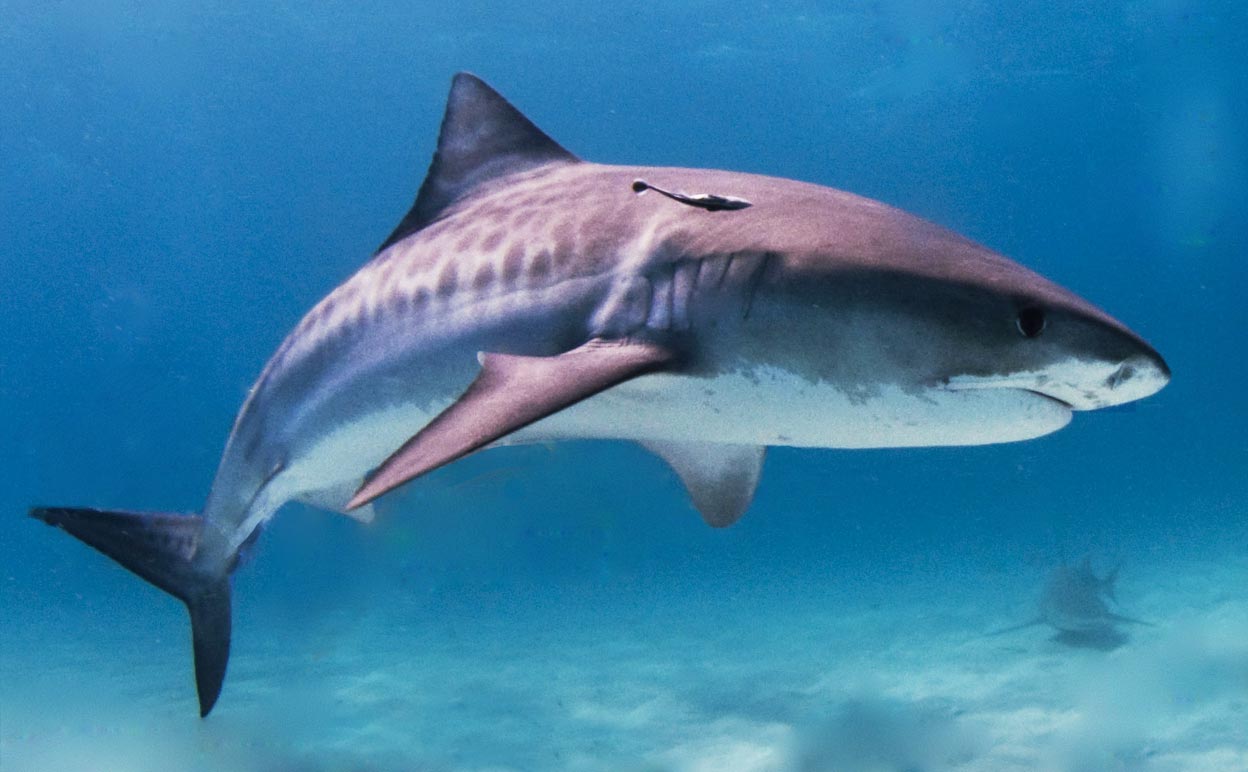 Tiger Shark