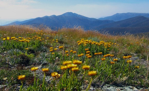 Everlastings in the Australian Alps. But will they be? Image credit: John O'Neill via Wikimedia Commons