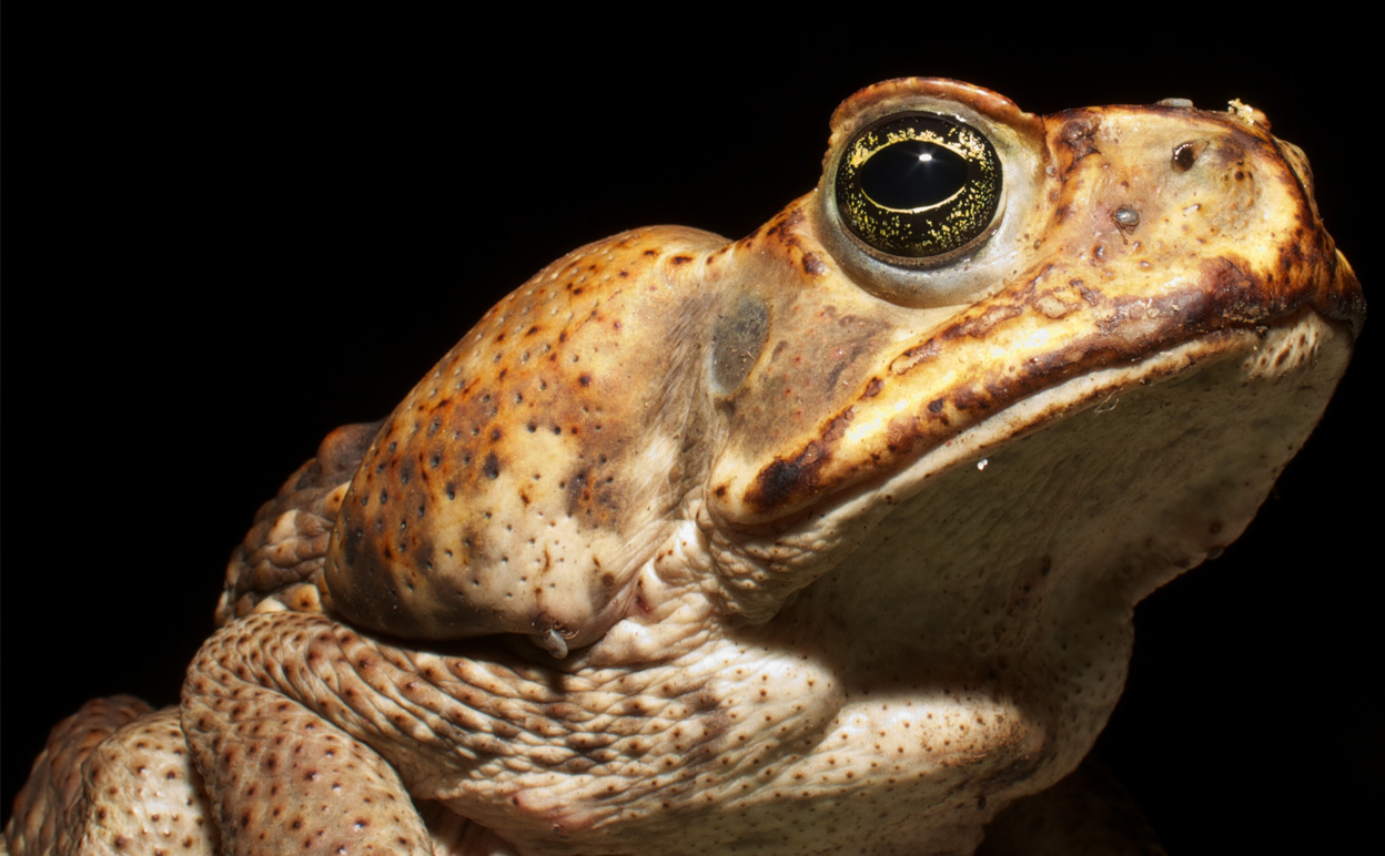 Nutritious, delicious... cane toad!? Image credit Brian Gatwicke via Wikimedia Commons