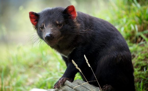Tasmanian Devils could return to mainland Australia in the name of conservation. Image credit Duncan Rawlinson via Flickr