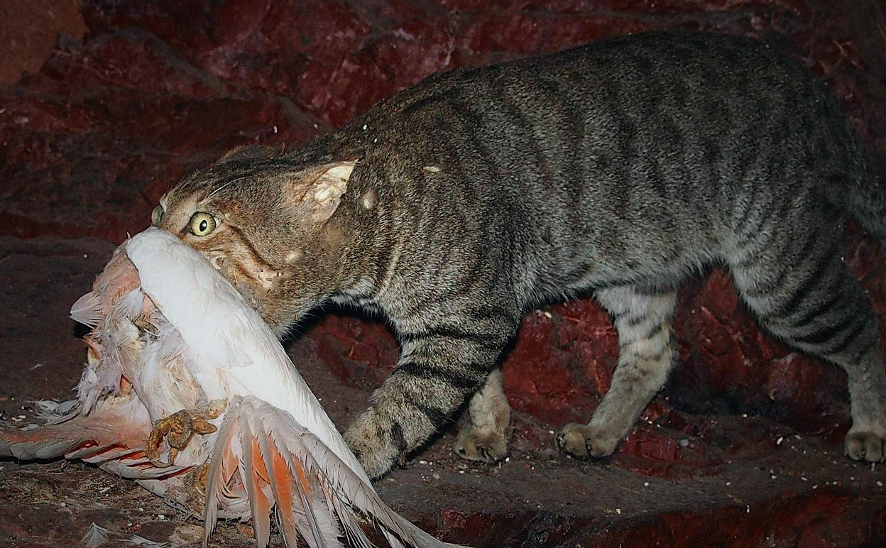 Feral cats are a major driver of global biodiversity loss, contributing to 26% of bird, mammal and reptile extinctions. Image credit: Mark Marathon via Wikimedia Commons